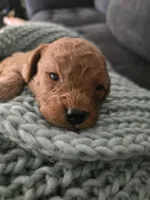 Cooper, a male Poodle - Toy  for sale in Lambertville, MI – 3 of 3