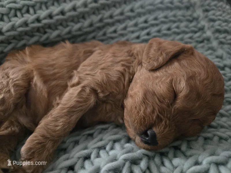 Cooper – Poodle - Toy  puppy for sale in Lambertville, MI