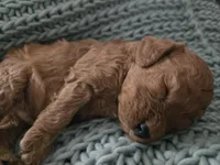 Cooper, a male Poodle - Toy  for sale in Lambertville, MI – 1 of 3