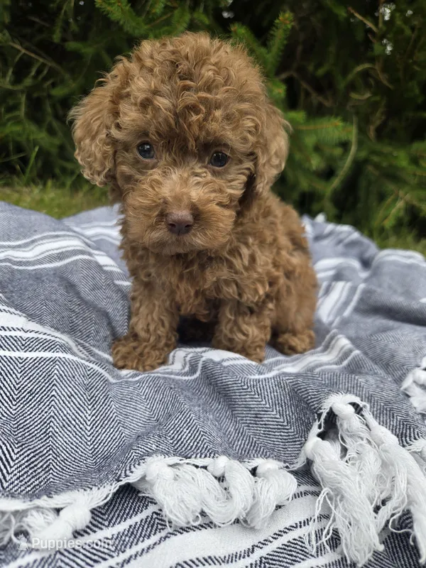 Millie – Poodle - Toy  puppy for sale in Lambertville, MI