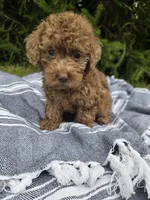 Millie, a female Poodle - Toy  for sale in Lambertville, MI – 1 of 1