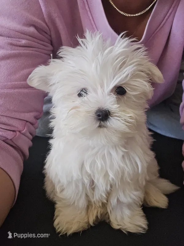 Willow – Maltese puppy for sale in Lambertville, MI