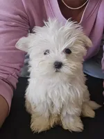 Willow, a female Maltese for sale in Lambertville, MI – 1 of 2
