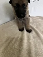 Muffin - White, a female German Shepherd Dog for sale in Jacksonville, FL – 5 of 8