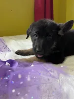Cookie-Purple, a female German Shepherd Dog for sale in Jacksonville, FL – 6 of 10