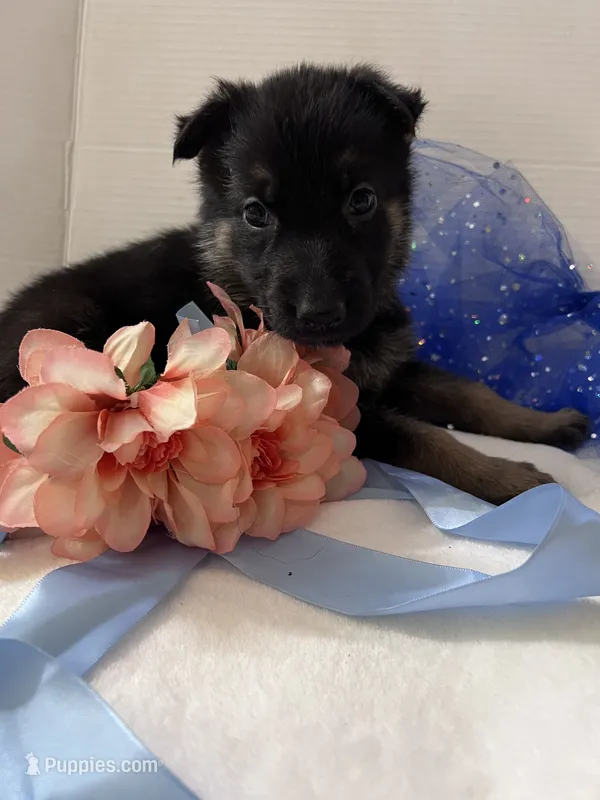 Boo-Blue – German Shepherd Dog puppy for sale in Jacksonville, FL