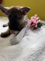 Muffin - White, a female German Shepherd Dog for sale in Jacksonville, FL – 8 of 8