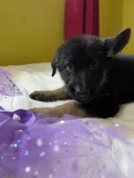 Cookie-Purple, a female German Shepherd Dog for sale in Jacksonville, FL – 4 of 10