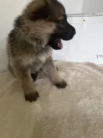 Green Bean, a male German Shepherd Dog for sale in Jacksonville, FL – 3 of 6
