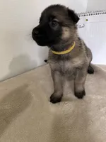 Cupcake-Yellow, a female German Shepherd Dog for sale in Jacksonville, FL – 5 of 8