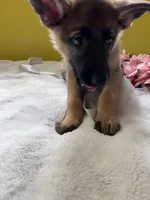 Muffin - White, a female German Shepherd Dog for sale in Jacksonville, FL – 2 of 8