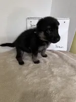 Teeny Beanie-Brown, a female German Shepherd Dog for sale in Jacksonville, FL – 6 of 7