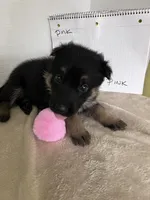 Pinky Dinky, a female German Shepherd Dog for sale in Jacksonville, FL – 5 of 9