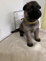 Cupcake-Yellow, a female German Shepherd Dog for sale in Jacksonville, FL – 6 of 8
