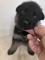 Grey Goose, a male German Shepherd Dog for sale in Jacksonville, FL – 8 of 9