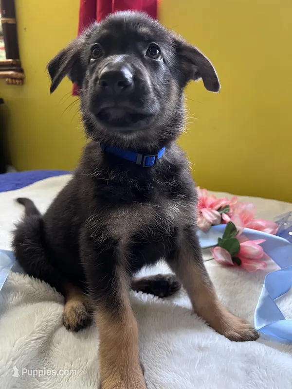 Boo-Blue – German Shepherd Dog puppy for sale in Jacksonville, FL
