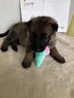 Jellybean-orange, a female German Shepherd Dog for sale in Jacksonville, FL – 1 of 10