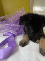 Cookie-Purple, a female German Shepherd Dog for sale in Jacksonville, FL – 8 of 10