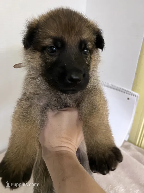 Muffin - White – German Shepherd Dog puppy for sale in Jacksonville, FL