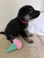 Pinky Dinky, a female German Shepherd Dog for sale in Jacksonville, FL – 3 of 9