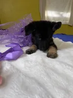 Cookie-Purple, a female German Shepherd Dog for sale in Jacksonville, FL – 5 of 10