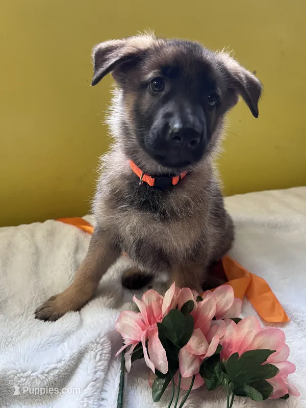 Jellybean-orange – German Shepherd Dog puppy for sale in Jacksonville, FL