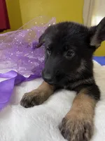 Cookie-Purple, a female German Shepherd Dog for sale in Jacksonville, FL – 10 of 10