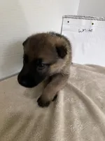 Muffin - White, a female German Shepherd Dog for sale in Jacksonville, FL – 7 of 8