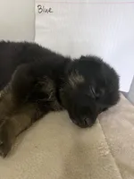 Grey Goose, a male German Shepherd Dog for sale in Jacksonville, FL – 3 of 9