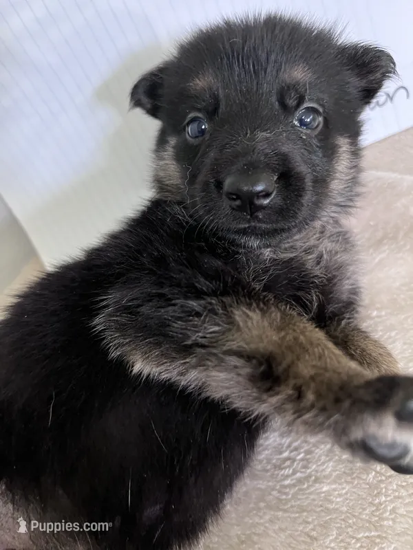 Teeny Beanie-Brown – German Shepherd Dog puppy for sale in Jacksonville, FL