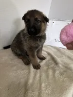Tank-Black, a male German Shepherd Dog for sale in Jacksonville, FL – 6 of 8
