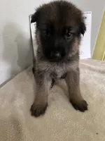 Teddy Red, a male German Shepherd Dog for sale in Jacksonville, FL – 3 of 6