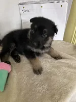 Pinky Dinky, a female German Shepherd Dog for sale in Jacksonville, FL – 6 of 9