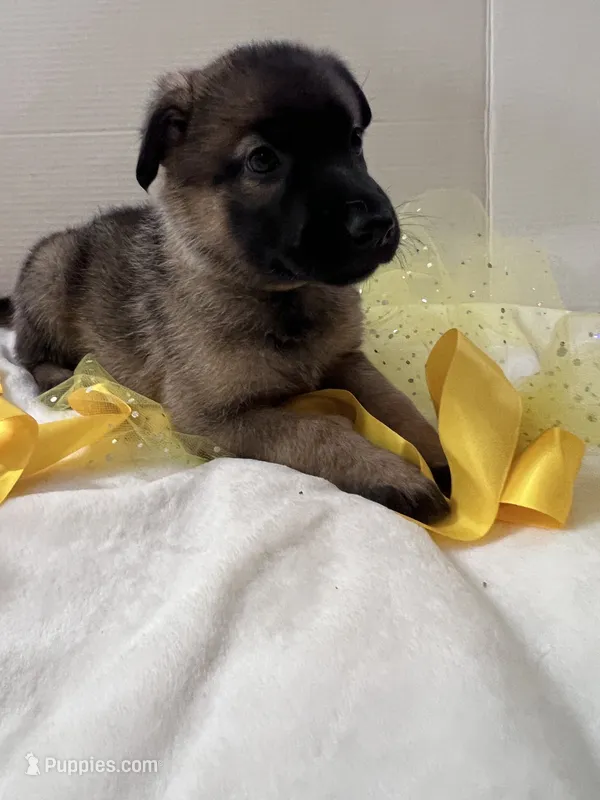 Cupcake-Yellow – German Shepherd Dog puppy for sale in Jacksonville, FL