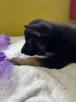 Cookie-Purple, a female German Shepherd Dog for sale in Jacksonville, FL – 7 of 10