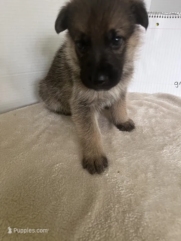 Green Bean – German Shepherd Dog puppy for sale in Jacksonville, FL