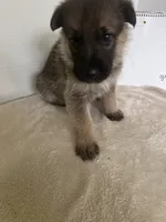 Green Bean, a male German Shepherd Dog for sale in Jacksonville, FL – 1 of 6