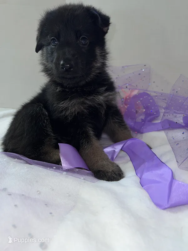 Cookie-Purple – German Shepherd Dog puppy for sale in Jacksonville, FL