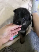 Cookie-Purple, a female German Shepherd Dog for sale in Jacksonville, FL – 3 of 7