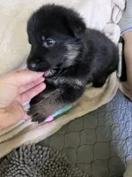 Cookie-Purple, a female German Shepherd Dog for sale in Jacksonville, FL – 7 of 7