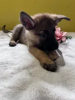 Muffin - White, a female German Shepherd Dog for sale in Jacksonville, FL – 6 of 8