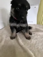 Pinky Dinky, a female German Shepherd Dog for sale in Jacksonville, FL – 7 of 9