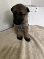Muffin - White, a female German Shepherd Dog for sale in Jacksonville, FL – 4 of 8