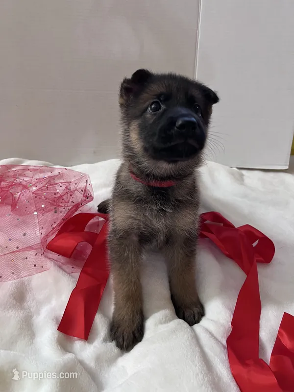 Teddy Red – German Shepherd Dog puppy for sale in Jacksonville, FL