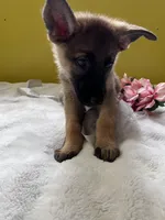Muffin - White, a female German Shepherd Dog for sale in Jacksonville, FL – 4 of 8