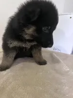 Grey Goose, a male German Shepherd Dog for sale in Jacksonville, FL – 6 of 9