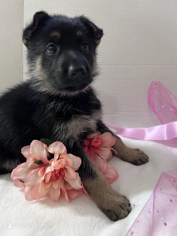 Pinky Dinky – German Shepherd Dog puppy for sale in Jacksonville, FL