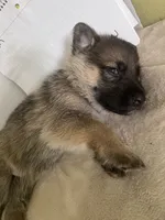 Green Bean, a male German Shepherd Dog for sale in Jacksonville, FL – 5 of 6