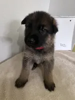 Teddy Red, a male German Shepherd Dog for sale in Jacksonville, FL – 6 of 6