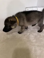 Cupcake-Yellow, a female German Shepherd Dog for sale in Jacksonville, FL – 7 of 8